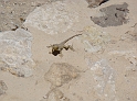 Kerak (6)